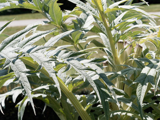Cynara cardunculus - Le Cardon, ou artichaut-chardon superbe artichaut comestible et d'ornement aux énormes feuilles gris-argenté très découpées