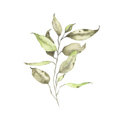 Watercolor tropical greenery floral leaf plant forest herb spring