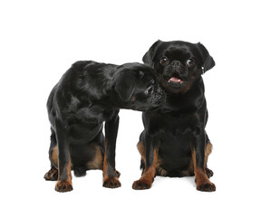 Fototapeta premium Adorable black Petit Brabancon dogs on white background