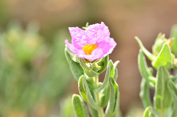 the beauty of the wrinkle