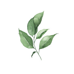 Fototapeta premium Watercolor tropical greenery floral leaf plant forest herb spring