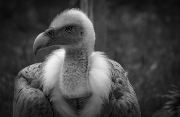 Vautour