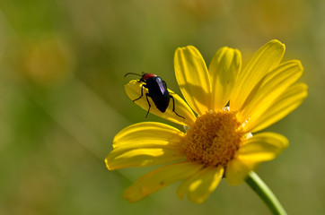 the daisy and the beetle