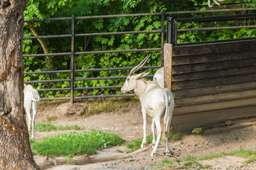The wild white goat. Zoo, wild animals and mammal concept