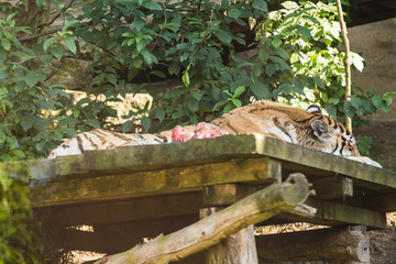 Big tiger lying and sleeping. Animal life concept in the reserve park.