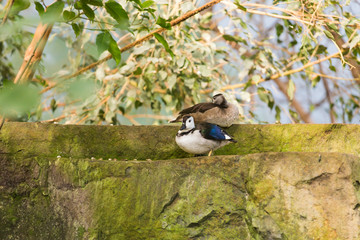 White-headed duck. Animal life concept in the reserve park.