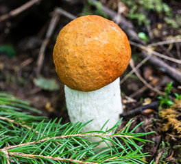 Bright Red Mushroom with a green fir-tree branch and forest background