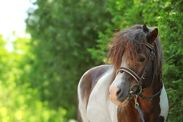 Cute pony with bridle in green park on sunny day