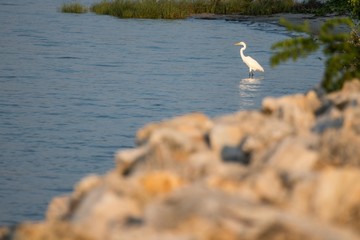 Bird on the bay