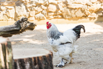 Bushy rooster brahma walks through the sandy courtyard on a sunny warm summer day. Concept of exotic breeds of chickens on the farm subsidiary.