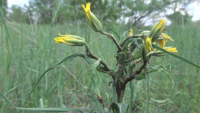 Goat's-beard flower (Tragopogon pratensis) or Meadow salsify is edible to humans plant and therefore, even before flowering it was attacked by pests (some kind of aphid) and ants milking aphids