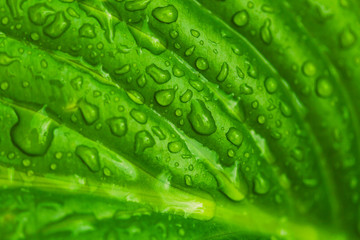 Green fresh leaves with raindrops. Close up background.