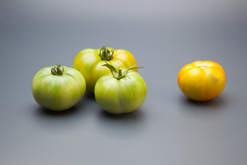 Tomates verdes, recién traidos del huerto. Hay personas que les gustan los tomates verdes. Tomate verde saludable, madurará fuera de la planta, quizás le afecte al sabor y a la calidad final del produ - obrazy, fototapety, plakaty