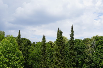 Fototapeta premium Bäume im Łazienki-Park (Warschau)