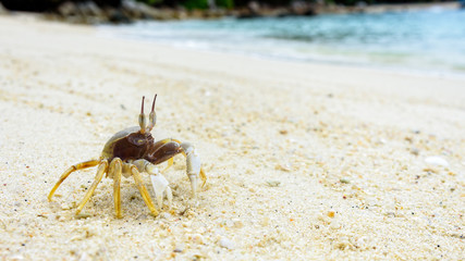 Beautiful nature of wildlife, Close-up of Wind Crab, Ghost Crab or Ocypode on the sand in summer at the beach near the sea in Koh Lipe island, of Tarutao National Park, Satun, Thailand