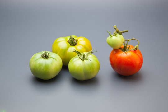 Proceso de maduraci&oacute;n, el tomate pasa de verde a rojo, el proceso de maduraci&oacute;n es claro. Los tomates se suelen coger maduros aunque hay una tendencia de cogerlos verdes para que duren m&aacute;s en el merca