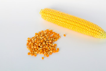 yellow corn with grain isolated on white background