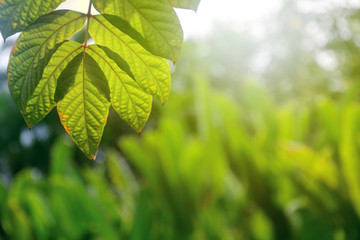 Beautiful sunlight blurred green leaf nature in garden background.