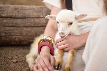lamb in the hands of a woman, white lamb