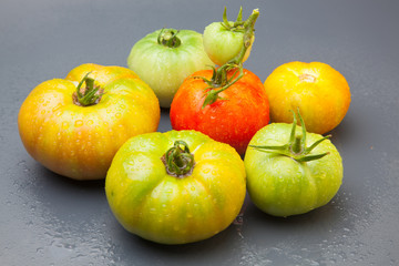 Tomates verdes y rojos, tomates maduros y tomates por madurar; bodegón de tomates ecológicos que no nos los más bonitos del mundo pero si son los más sabrosos y llenos de vitaminas