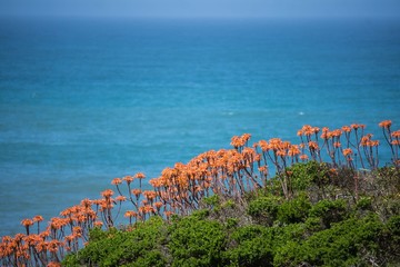 Flowers the coast of California