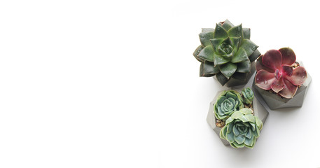 banner of several sucherents of echeveria in concrete pots on a white background. The composition of colorful flowers. Beautiful background for greeting card. Handmade products in the loft interior