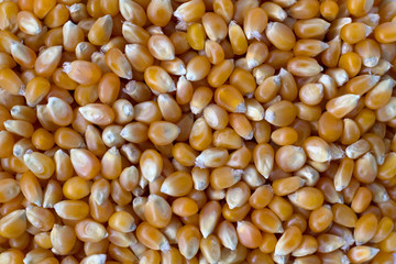 background of corn