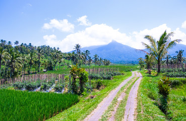 Rice fields in the jungle on the island of Bali in Indonesia. The rice terrace with the green rice in the background of palm trees and mountains