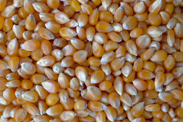 background of corn
