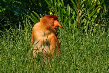 Malaysia. The long-nosed monkey or kahau (lat. Nasalis larvatus) — a species of primates from the subfamily of thin-bodied monkeys in the family of monkeys. 