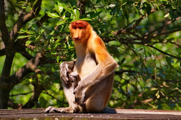 Malaysia. The long-nosed monkey or kahau (lat. Nasalis larvatus) — a species of primates from the subfamily of thin-bodied monkeys in the family of monkeys. 