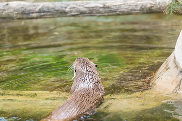 Rear view of a funny wet otter holds a mouse and swims into a secluded place. Concept of life of predatory animals and the food chain in the ecological system. Animal protection concepts.
