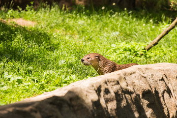 Nimble wet otter. Concept of predatory animals and life in nature. Animal protection concept.