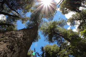 trees and blue sky