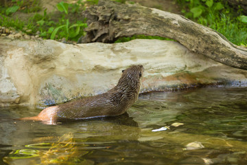Side view of a wet nimble otter is floating on a river with a picturesque view with a mouse in her teeth. Concept of predatory animals and life in the reserve.