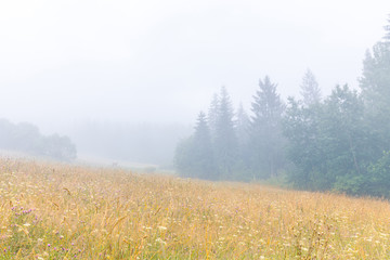 Foggy morning at beautiful landscape view with high grass meadow and spruce forest. Horse on a...