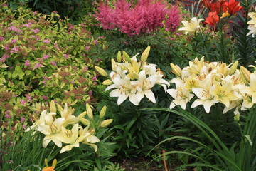Many colorful flowers in the garden among the greenery