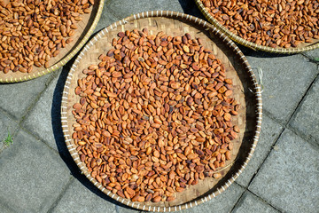 Drying of cocoa beans after the harvest. Raw cacao beans. 