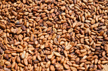 Drying of cocoa beans after the harvest. Raw cacao beans. 