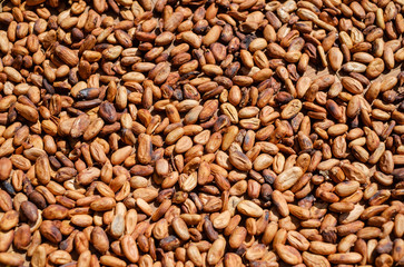 Drying of cocoa beans after the harvest. Raw cacao beans. 