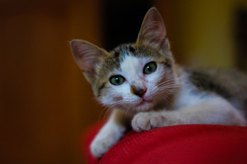 cat with green eyes