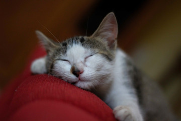 cat sleeping