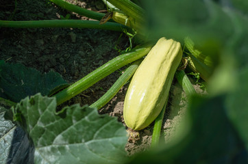 Ripe squash in the garden in the leaves. The concept of growing vegetables, harvesting.