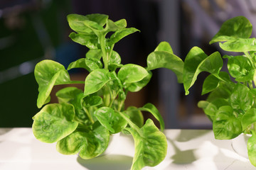 Young and fresh Organic harvested vegetables hydroponic garden