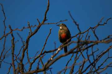 bird on a branch