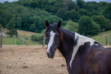 Obraz premium Pferd schwarz, weiß