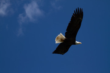 Eagle soaring