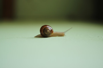 snail on green background