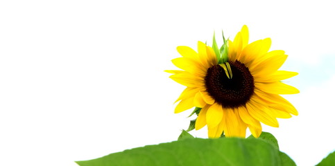 Sonnenblume vor weißen Hintergrund - Textfreiraum - Textraum