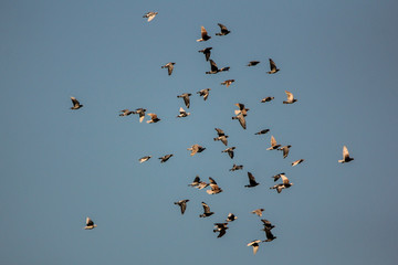 flock of birds flying in blue sky
